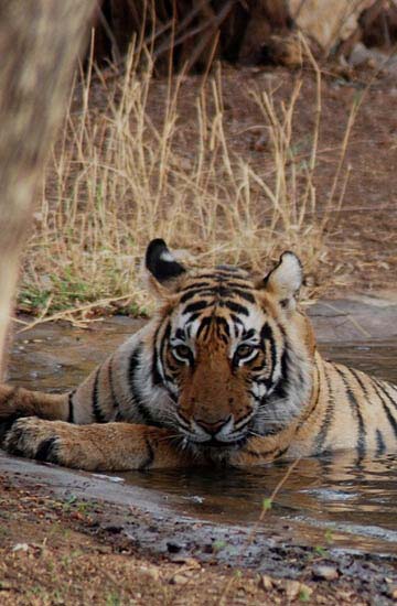 wildlife tour packages of madhya pradesh