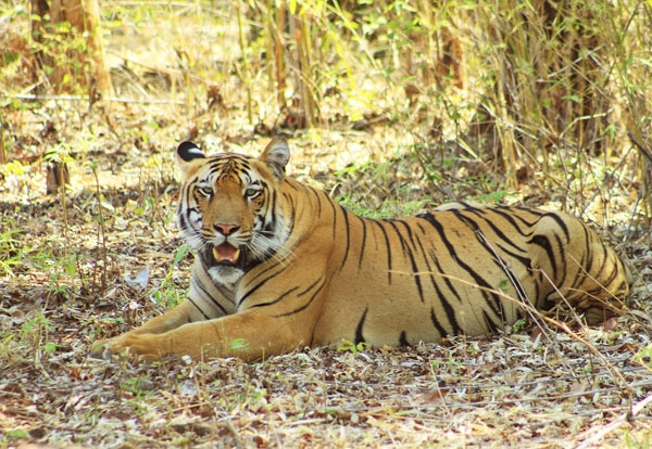 Madhai and Satpura  National Park